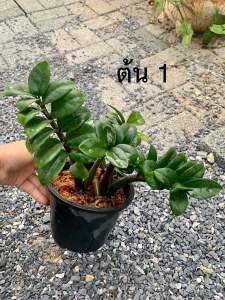 กวักมรกตแคระฮอลแลนด์ ไม้มงคล ไม้ประดับ