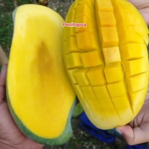 Bibit Mangga Mahatir Pohon Mangga Jumbo Siap Berbuah Dalam Pot