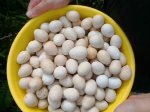 12pcs Fresh Chukar Eggs|Low cholesterol and Nutritious High|Natural Fresh from Farm