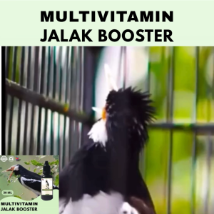 Vitamin Burung Gacor 30 ml Untuk Jalak Vitamin Penggacor Burung Rekomendasi Burung Kicau