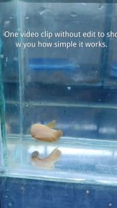100ml Betta4U Booster/ 6th Edition/ Booster with Recovery/ Grooming fish liquid/ Water Supplement/ Strong fins Scales