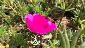 Tanaman Hias Sutra Bombay Bunga Portulaka Krokot Portulaca Alur