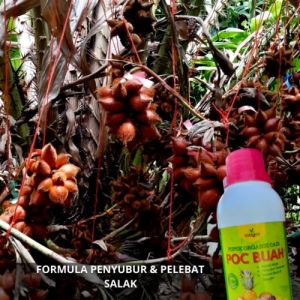 Pupuk Pembesar Buah Salak / Pupuk Booster Salak / Pupuk Pelebat Buah Salak / Pupuk Buah Salak Cair