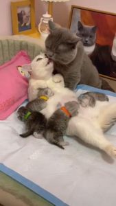 Vitamin Pelancar ASI Kucing Rahasia Sang Juara Cair 30ml   | Untuk induk kucing yang ingin menyusui   | Sangat ampuh dan berguna untuk induk kucing dan bermanfaat untuk anak kucing   | Isi: 30ml