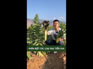 [MUA 1 TẶNG 1] Hạt giống rau tiến vua tía - rau tiến vua thân dài loại 1 tỷ lệ nảy mầm cao gói 2000 hạt