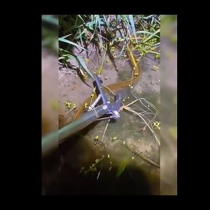 ซาตินงูเหล็กกล้าไร้สนิม คลิปจับงู ด้ามยาวพับได้ 1.5m ที่จับงู คีมจับงูกันลื่น Snake Grabber Catcher with Lock อุปกรณ์จับงู จับกุ้งปู ตุ๊กแก พร้อมส่ง