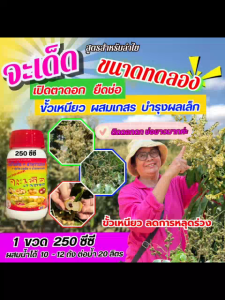 จะเด็ด 250 ซีซี สำหรับลำไย ฉีดพ่นทางใบ บำรุงผลเล็ก เปิดตาดอก ยืดช่อ ผสมเกสร ขั้วเหนียว ลดการใช้ปุ๋ยเคมีทางดิน