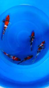 JAPAN SHOWA 20-22cm from SAKAI FARM  788 per koi + shipping 50
