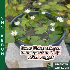 Kokei Nugget Fertilizer For Lotus / Water Llily Aquatic Plant Baja Kokei Nugget Untuk Pokok Seroja / Teratai &Tumbuhan Akuatik Baja Tumbuhan Air 睡莲肥料 SHS Kebun