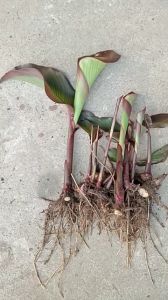 combo 10 cây dong riềng đỏ giống