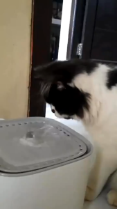 COD COKIAS Tempat Minum Kucing Anjing 3L Water Dispenser Fountain - JN-1020