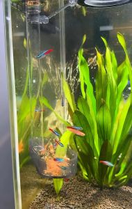 Bộ Dụng Cụ Cho Cá Tép Ăn Crab Aqua Tiện Lợi Trong Hồ Thủy Sinh (kéo dài được 35cm) - Full Function Feeder Set CA-AC-006