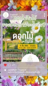 Treeno.9 T219 ดอกไข่ดาว กระถาง 8 นิ้ว (Egg Daisy) ฟอร์มสวย ความแข็งแรง เป็นไม้ฟอกอากาศ ไม้แดด พุ่มน่ารัก ลีสันสดใสเลี้ยงชอบแดด