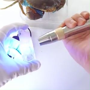 Đèn soi đá quy 3 màu đèn soi cua soi tiền giả BK Trắng Vàng Tím kèm sạc pin tặng đá ruby thô