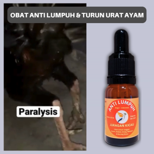 Obat Ayam Lumpuh Turun Urat Pincang Cedera Kaki Bengkak Tedun Ayam Aduan