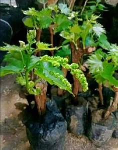 Bibit anggur merah berbunga (beli 2 gratis 1)
