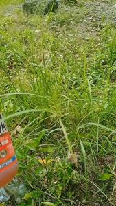 Sidafos 480 SL Herbisida Sistemik 1 liter /Herbisida Sidafos 480 SL Kemasan 1iter Obat Pembasmi Rumput liar