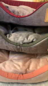 Puppe ที่นอนเว้าหน้ากำมะหยี่ PFS017 สำหรับสุนัขและแมว ที่นอนสุนัข ที่นอนหมา ที่นอนแมว