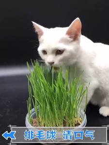 ปลูกกระถาง Catweed เลือกข้าวบาร์เลย์ที่มีคุณภาพสูงสามารถส่งเสริม peristalsis ของกระเพาะอาหารและลำไส้ของแมวปรับปรุงสุขอนามัยช่องปากช่วยในการขับถ่ายลูกบอลผมเสริมกรดคลอโรฟอร์มที่มีคุณค่าทางโภชนาการสูง