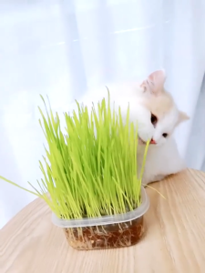 Love Heart Pet Grass Cat Grass Wheat Grass Set - Self Grow Kit / Rumput Kucing