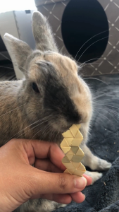 12x1" Palm Fries | No Furries Delights | Healthy Small Animal Chew Toys for Small Pet Animals & Avian Pets