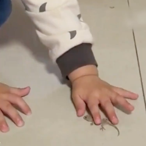 No geckos for 100 years lizard killer lizard repellent Lizard killer bait Safe and non-toxic kill geckos lizards cockroaches ants etc 壁虎驱除剂