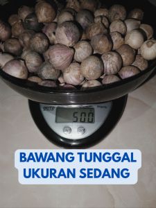 Bawang Putih Tunggal/Bawang Lanang/Asli tanpa campuranFresh impor China Ukuran Sedang