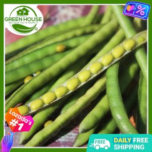 Green House® - Green Munggo Monggo Beans Seeds for Planting Vegetable Plants (50 Seed) incl. Instruction Balatong