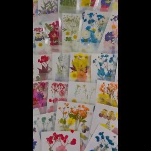 Bunga Kering Asli Set/Pressed Flower Mixed Natural Dried Flowers/Pressed Flower DIY Decortopping Resin Hiasan Pigura