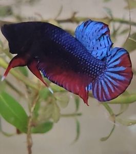 Bangkok betta fish 🐠 一对Rm 40 可以拍雄性视频