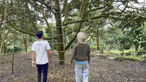 [GIAO HOẢ TỐC HCM ] VG FARM Sầu Riêng Ri6 Tách Vỏ - Trái già hái trực tiếp tại vườn không lo hoá chất - Cơm vàng hạt lép bao ăn