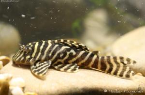 [Ah Jiong Aquatic]——L333 Yellow Base Pleco
