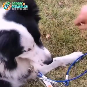 Pet Tie-Out Stainless Steel Cable Leash | Chew-Proof Leash