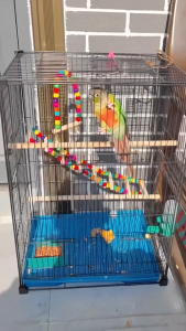 Premium Wrought Iron Bird Cage Spacious Parrot Cage with Perch Feeder & Free Gifts