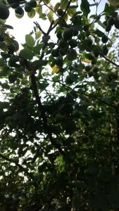 DAUN BIDARA ARAB (SIDR) ASLI DAN SEGAR KUALITAS TERBAIK UNTUK OBAT HERBAL DAN RUQYAH