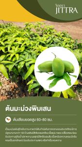 จิตตรา ต้นพันธุ์มะม่วงพิมเสน เสียบยอดสูง 60-80 ซม. ปลูกปีเดียวติดลูก พร้อมส่ง เคลมฟรี ต้นพันธุ์ผลไม้ ต้นเตี้ย ผลดก