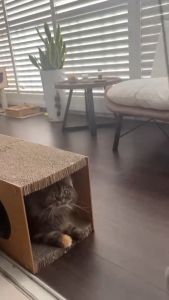 [SG SELLER] Super Large Cat Tunnel Cat Scratch Board Vertical Cat Nest No Dandruff Cat a Facility for  Cat Tunnel Cat Self-Hi Toy