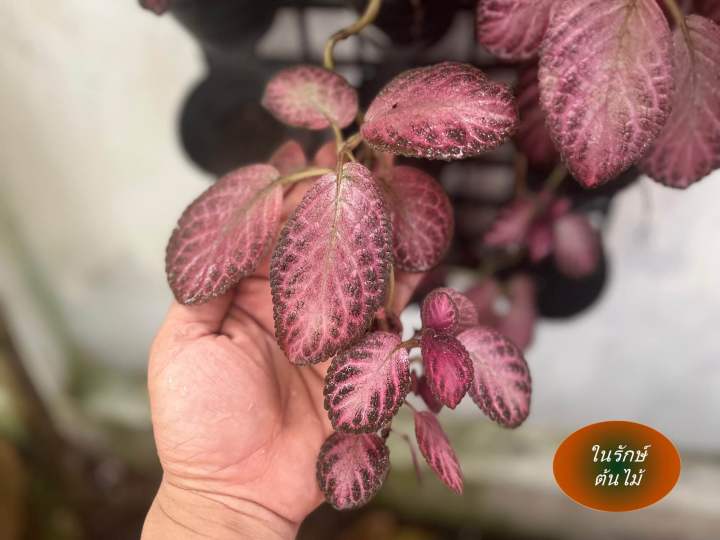 พรมญี่ปุ่น พรมกำมะหยี่ Episcia Ruby Red dress ดอกสีแดงสด ไม้คลุมดิน ...