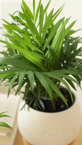 Cây cau tiểu trâm mini để bàn phong thủy lọc không khí mang lại tài lộc cho gia chủ tiểu cảnh rất đẹp