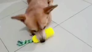 Dog Chew Toys for Aggressive Chewers Tough Durable Squeaky Interactive Dog Toys Puppy Teeth Chew Corn Stick Toy for Small Larg