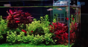 YEE Aquarium Light Waterproof Aquatic Plant Light Aquatic Decor Ikan Lampu Akuarium (READY STOCK)