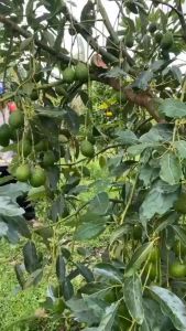 BIBIT ALPUKAT HASS AUSTRALIA Aneka bibit unggul nirwana