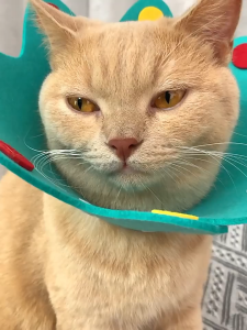 Pet E-Collar Elizabeth Collar Surgery Collar For Cat Dog Kolar Kon Perlindungan Kucing Pemulihan Luka Sakit