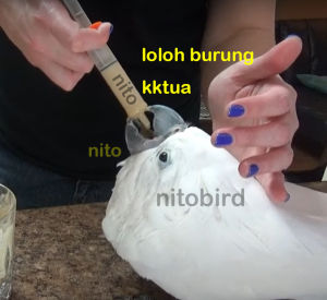 Spet suntikan burung parrot afgrey macaw 100 ml cc jumbo spetan loloh