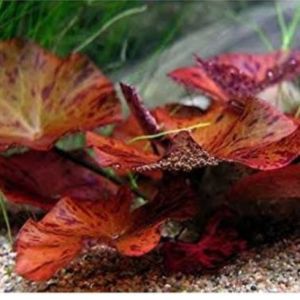 tiger lotus redd tanaman aquascape per rizom yah kaka