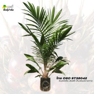 กล้าปาล์ม ยังกัมบิML161 แท้100% พันธุ์ปาล์ม( รุ่น12เดือน ) ทนแล้งสูง  โทร 098 0130425