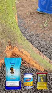 ปุ๋ยพี่คิงส์ ฟื้นฟูระบบราก ฟื้นฟูต้นป่วย