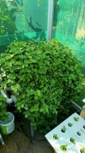 Pupuk Hormon Akar 30 ml Fliptop Nutrisi Penumbuh Akar Organik untuk Tanaman Nutrisi Penumbuh Akar Organik untuk Stek