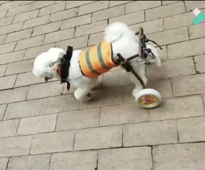 Kursi Roda Wheelchair Alat Bantu Jalan Kaki Belakang Untuk Anjing Peliharaan Dengan Kaki Punggung