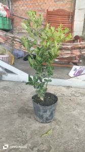 Cây siro lỡ. Mau cho trái. Trái rất đẹp.